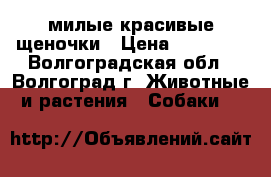 милые красивые щеночки › Цена ­ 15 000 - Волгоградская обл., Волгоград г. Животные и растения » Собаки   